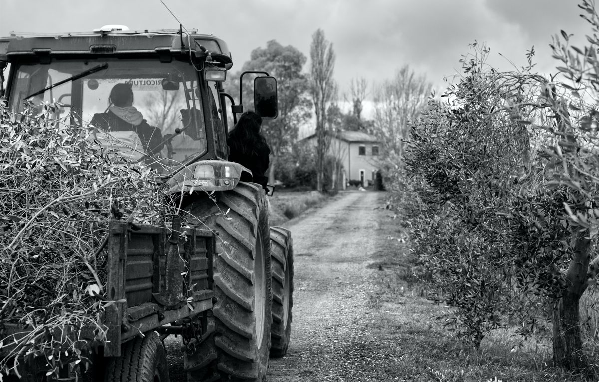 Agricoltrici, foto 2