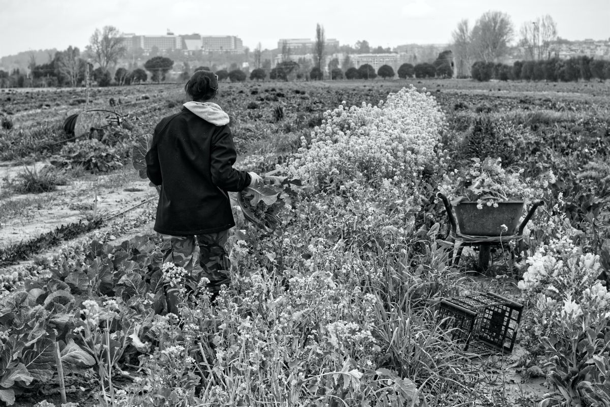 Agricoltrici, foto 9