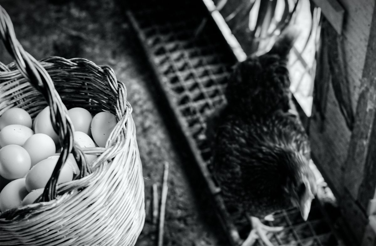Agricoltrici, foto 15